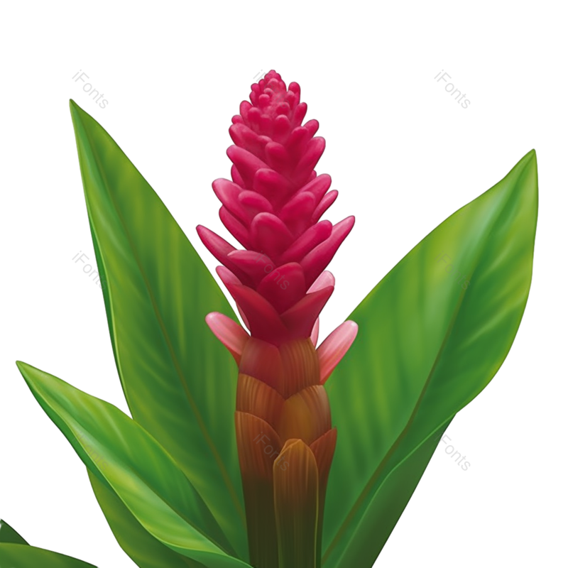 叶子图片,花纹元素,户外PNG,夏天免抠素材